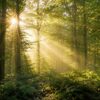 rayons de soleil foret STUDIO LO DESIGN